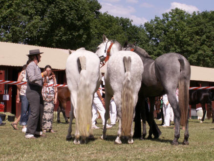 Rocina, Nia og Llama