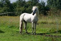 Stutteri Gr�nnevang 130.JPG
